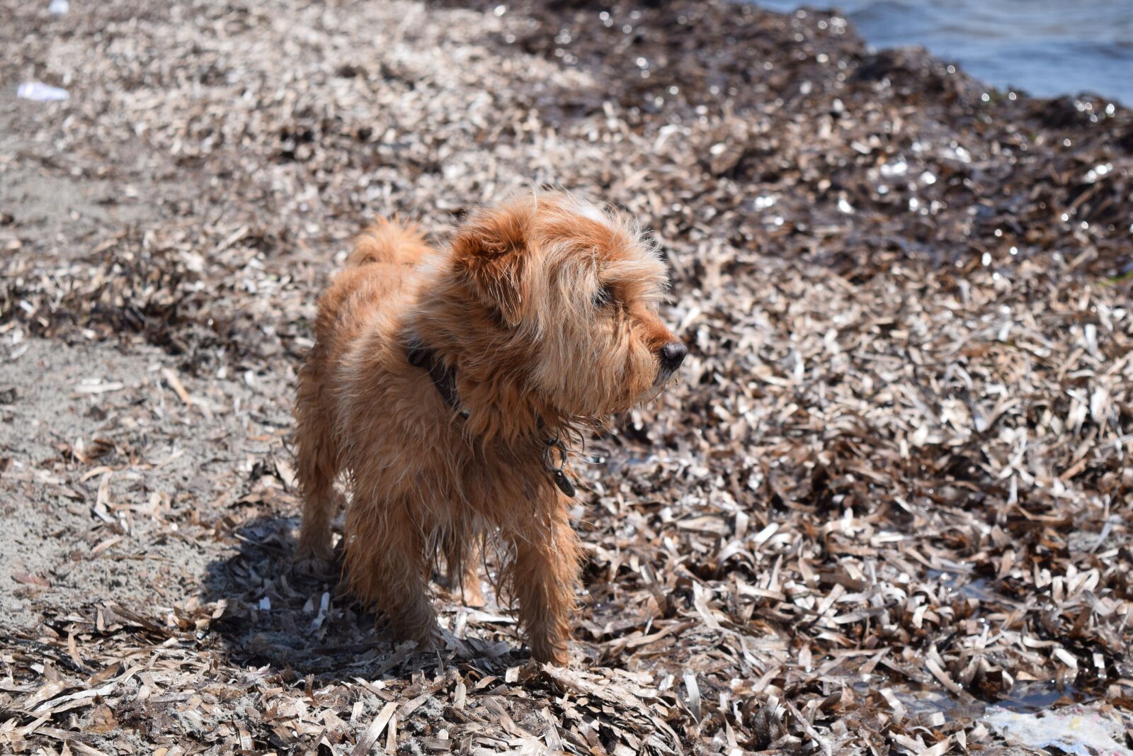 Nikon D3300 sample photo. Dog, small dog, vacations photography