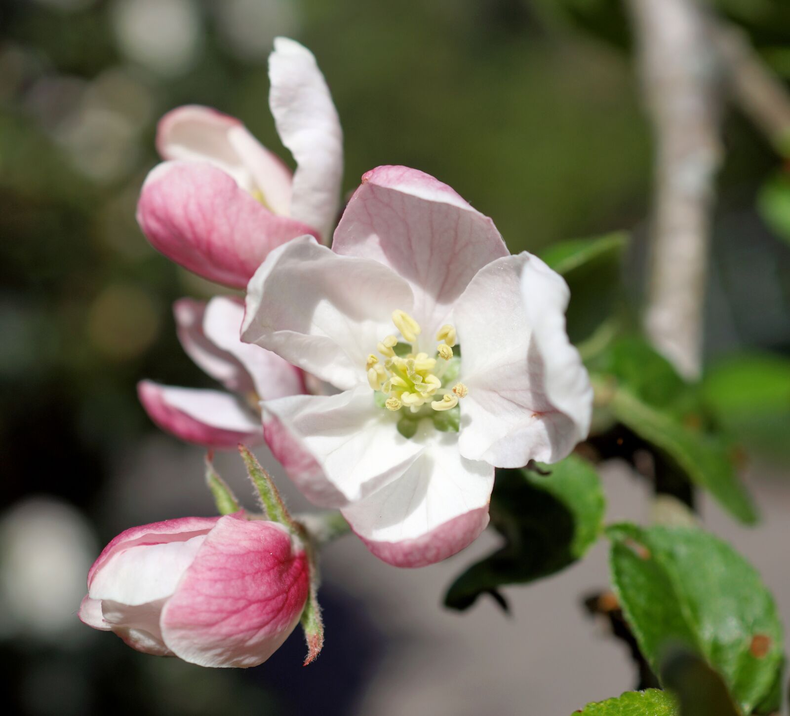 Sony SLT-A68 sample photo. Wild apple, flowers, garden photography