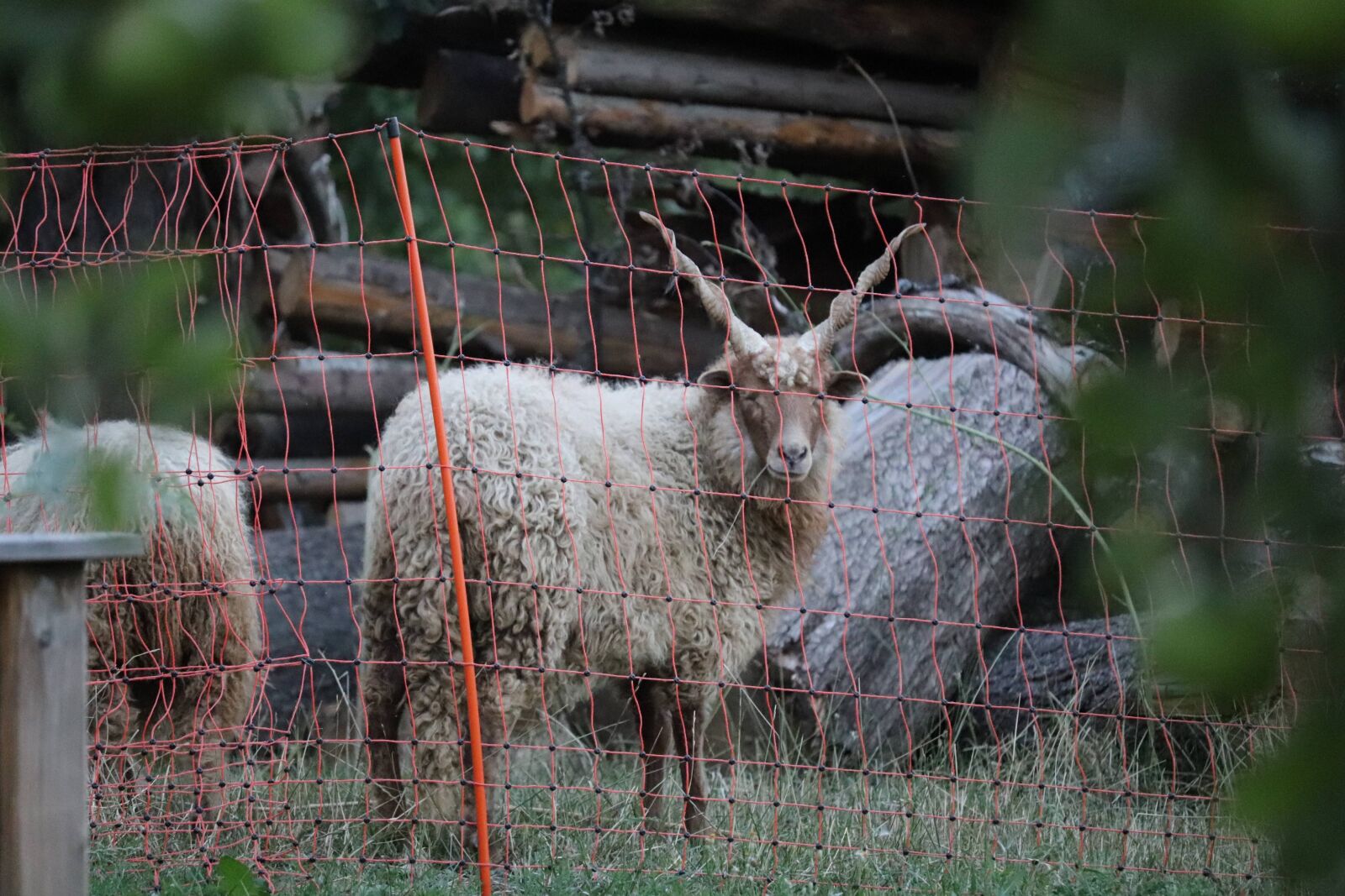 Canon EOS 200D (EOS Rebel SL2 / EOS Kiss X9) + Canon EF-S 55-250mm F4-5.6 IS STM sample photo. Goat, billy goat, horns photography