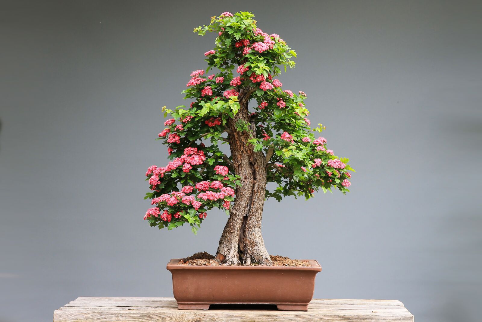 Canon EF 24-70mm F2.8L II USM sample photo. Bonsai, d szgalagonya, pink photography