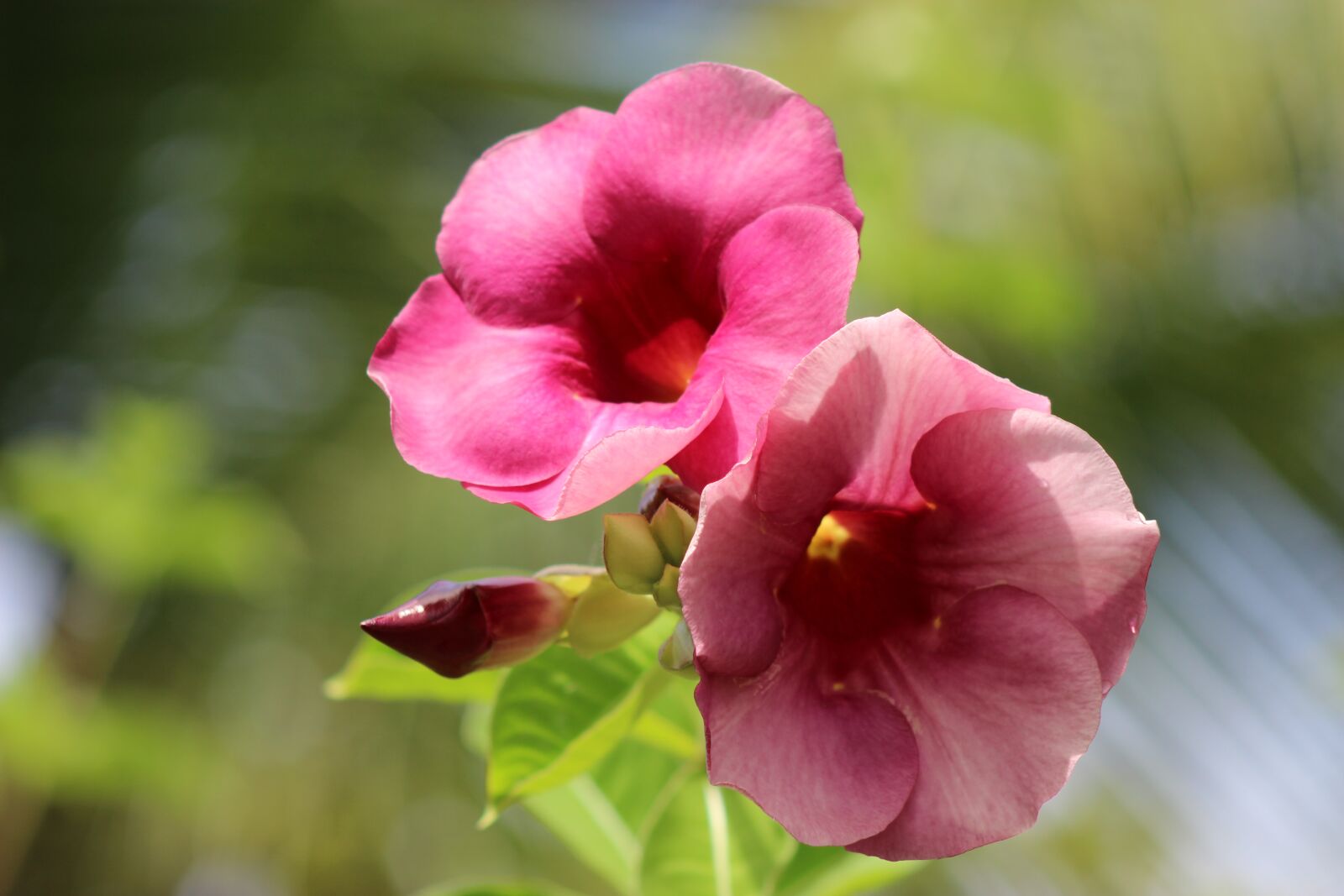 Canon EOS 600D (Rebel EOS T3i / EOS Kiss X5) sample photo. Flower, flora, nature photography