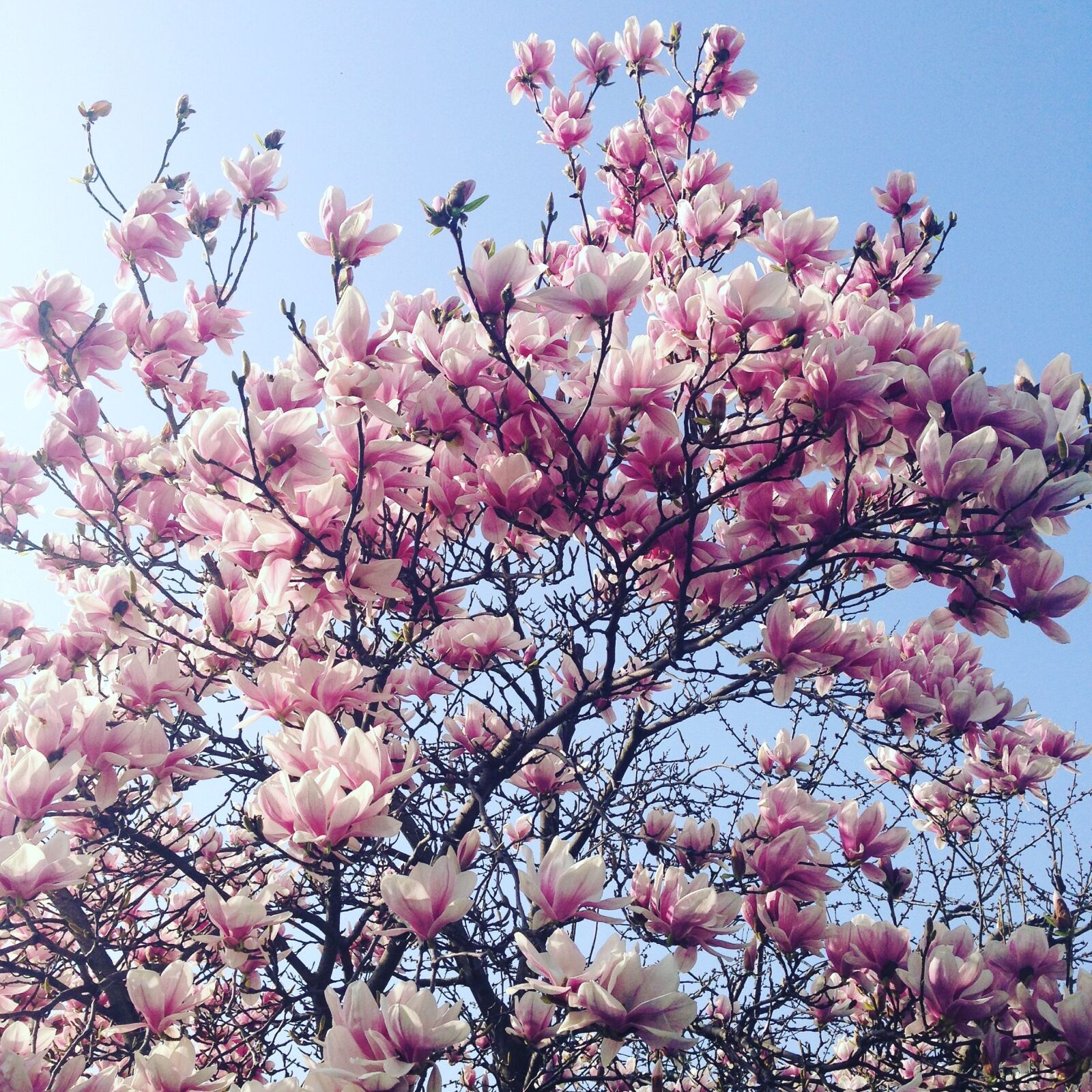 iPhone 5 back camera 4.12mm f/2.4 sample photo. Magnolia, spring, flowers photography