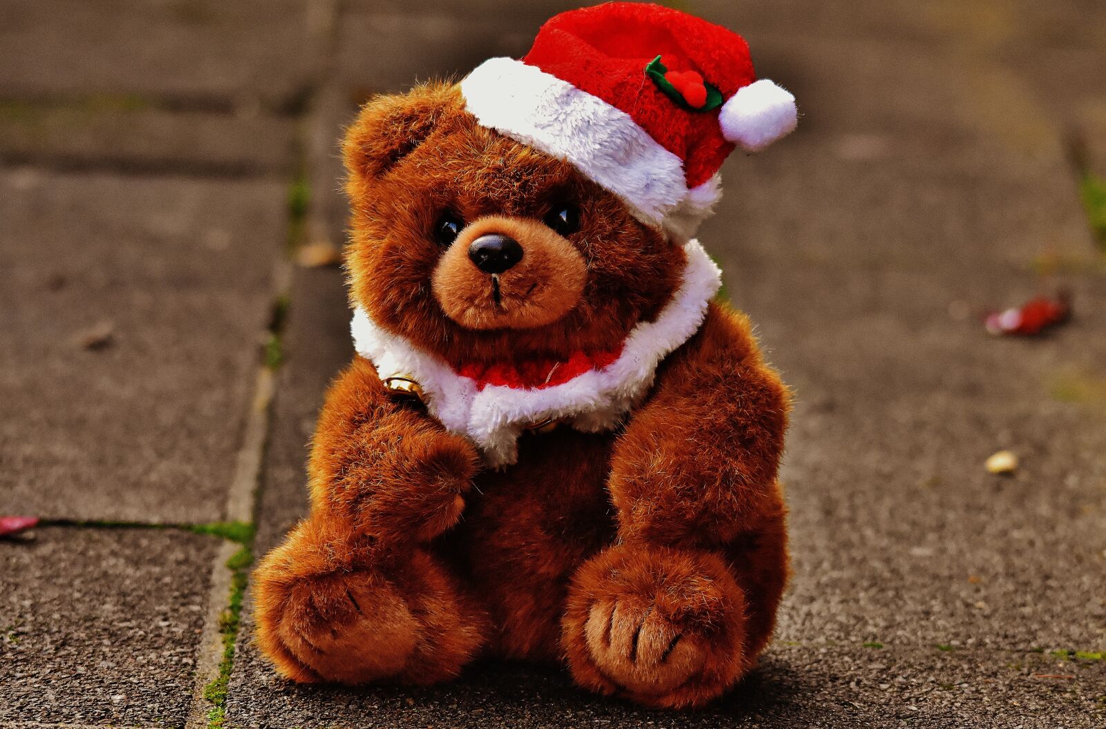 Nikon D7200 sample photo. Christmas, greeting card, teddy photography