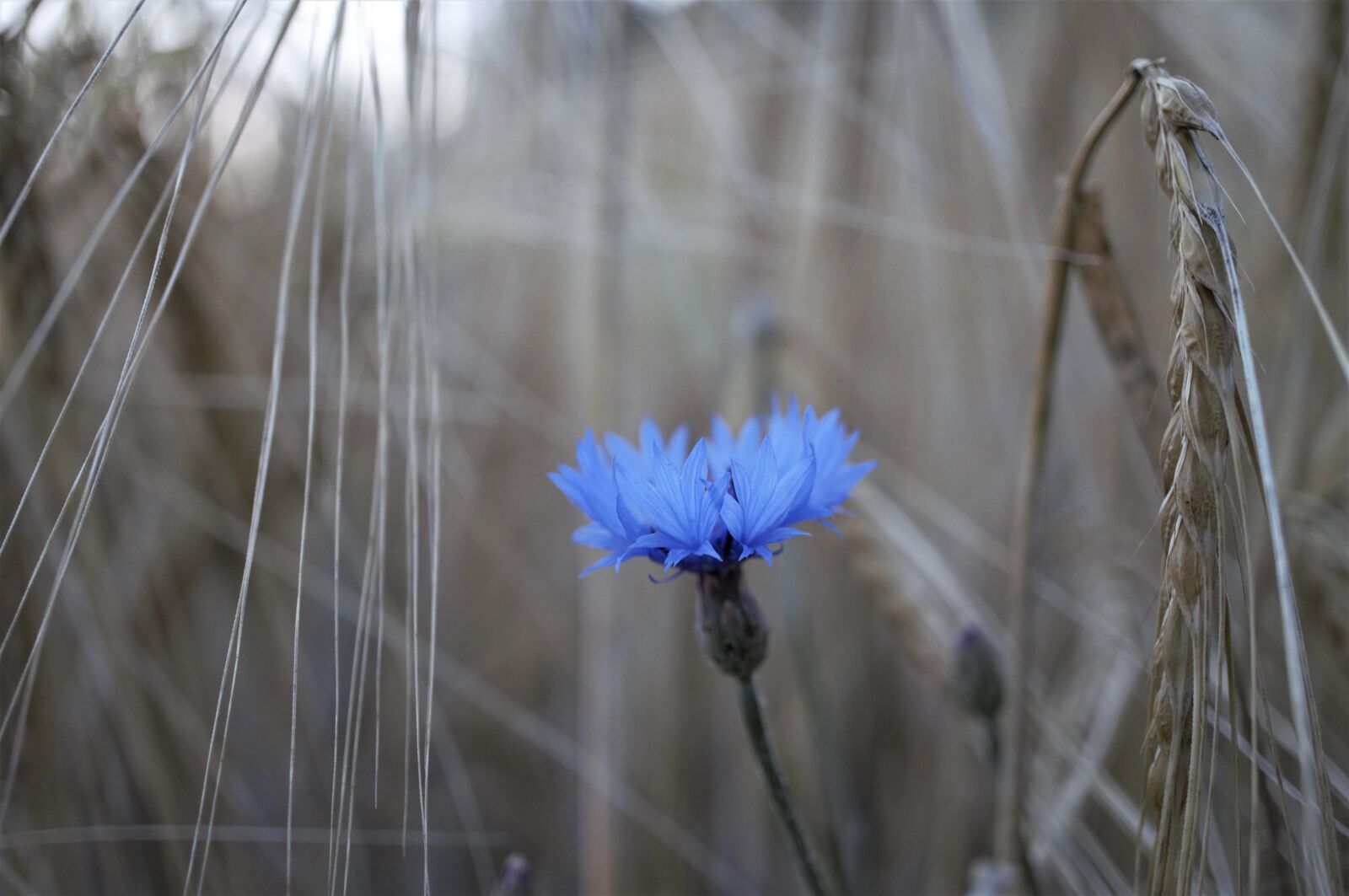 Sony Alpha NEX-3N sample photo. Cornflower, flower, nature photography