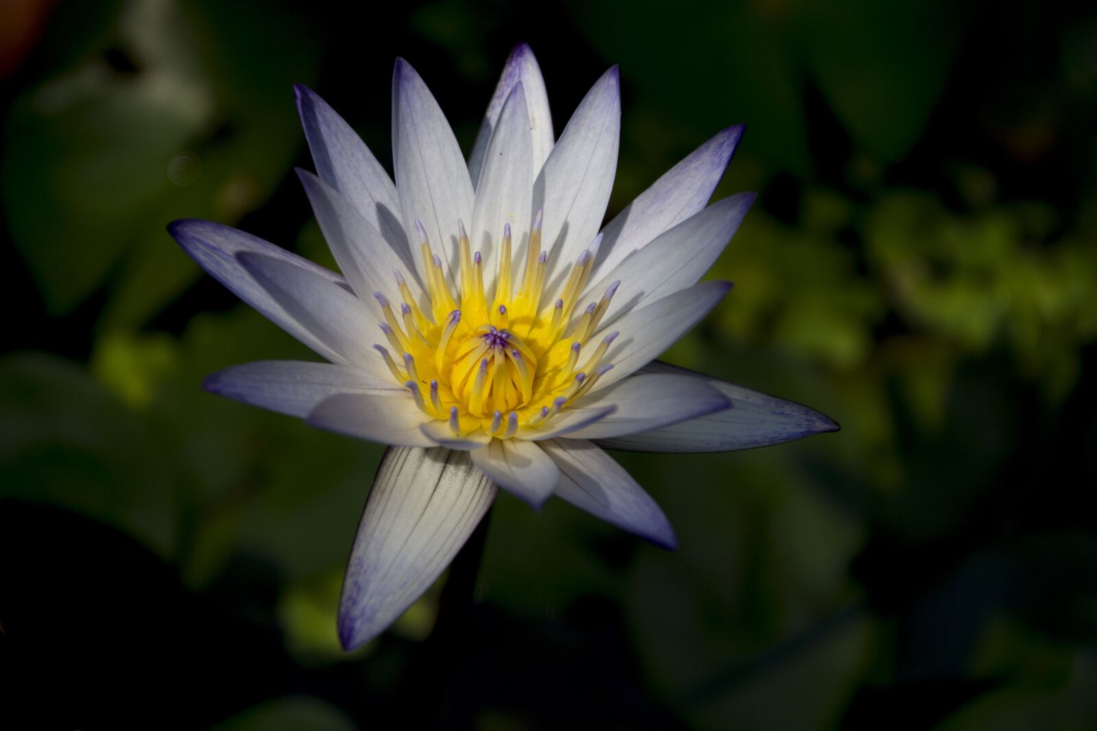 Canon EOS 700D (EOS Rebel T5i / EOS Kiss X7i) sample photo. Flower, lotus, light photography