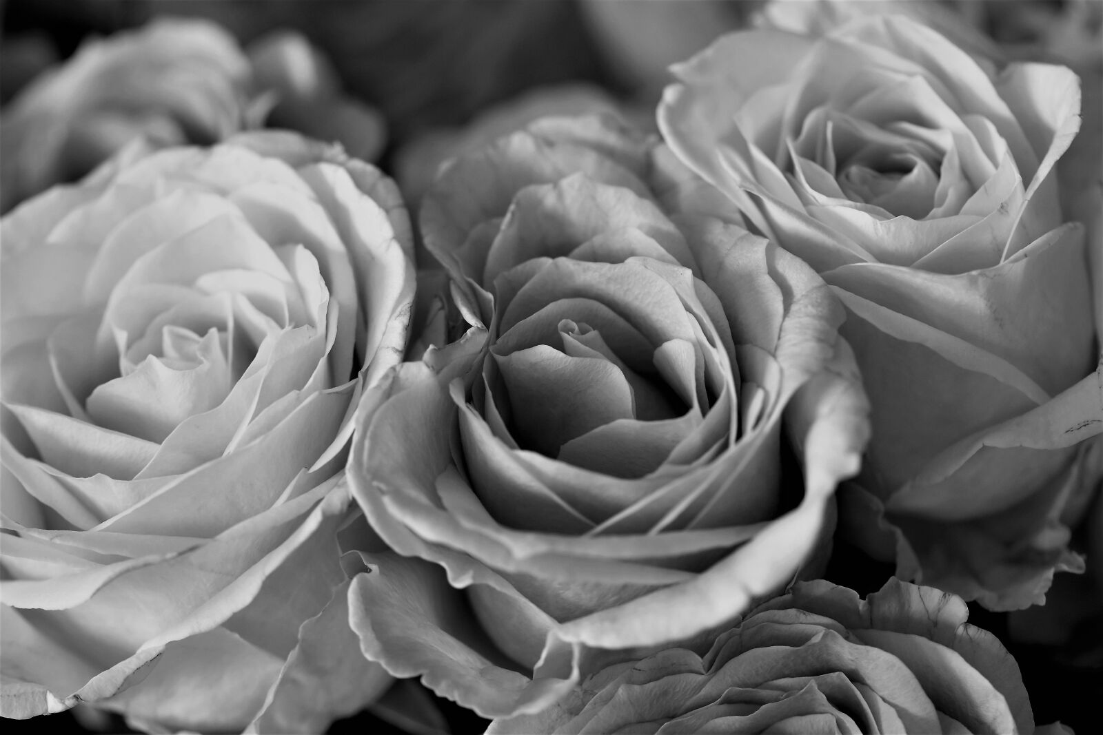 Nikon D5500 sample photo. Roses, flowers, black and photography