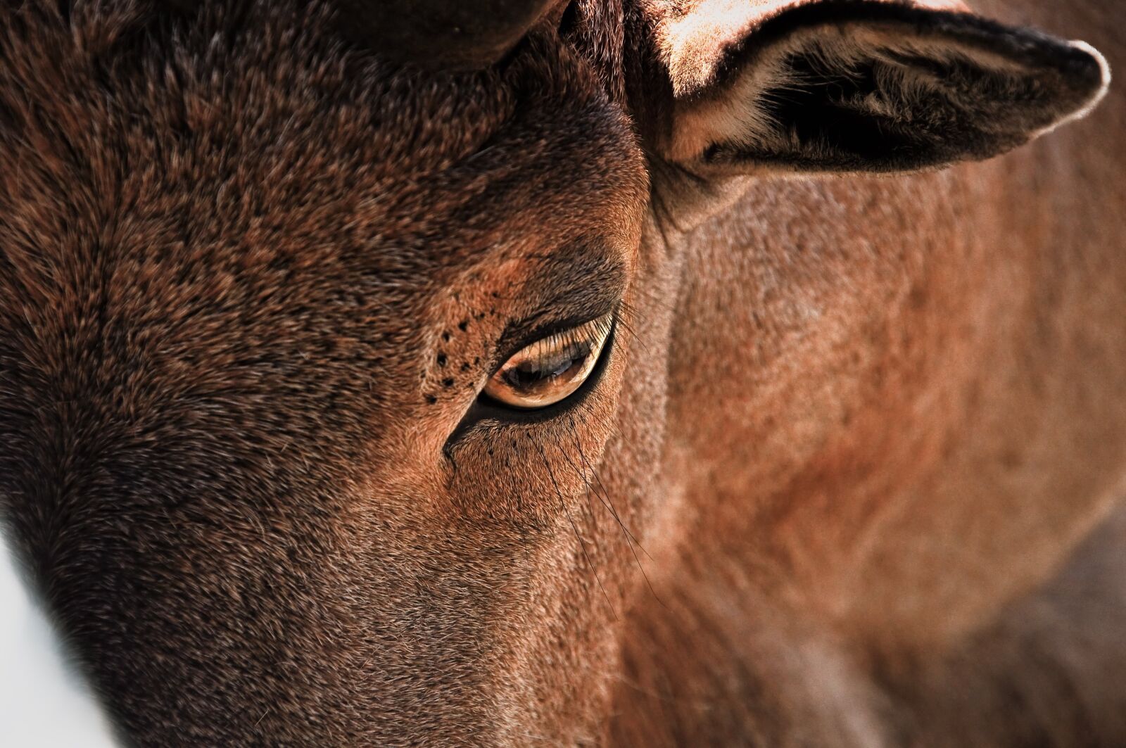 Nikon D5000 sample photo. Arui, eyes, animals photography