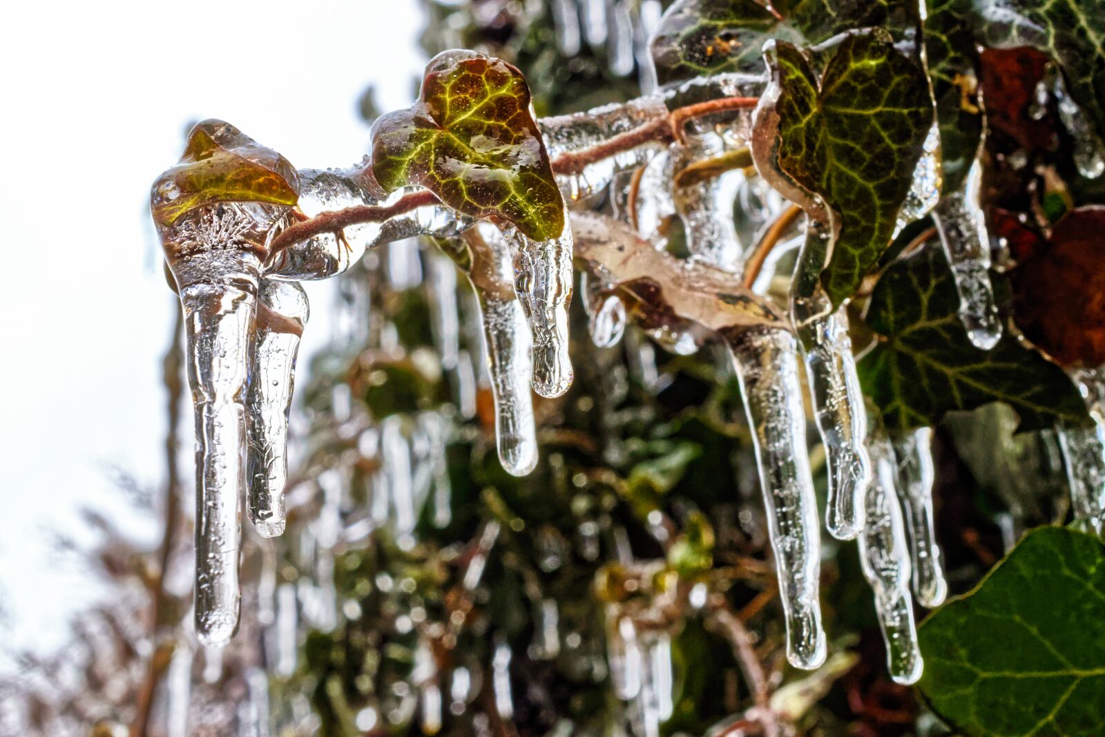 Nikon D5300 sample photo. Icicles, ice, leaves photography