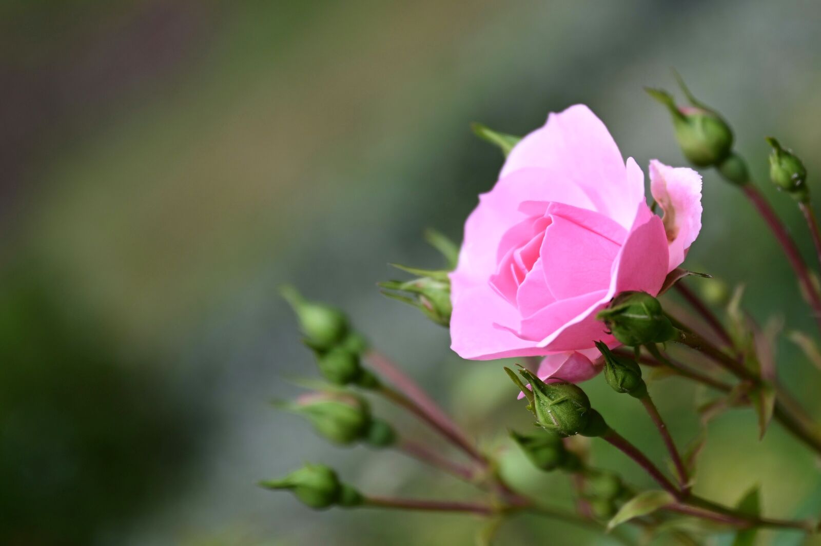 Nikon Nikkor Z 24-70mm F2.8 S sample photo. Rose, pink, blossom photography