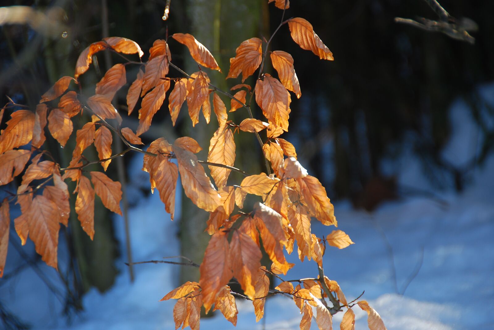 Nikon D80 sample photo. Leaves, autumn, fall foliage photography