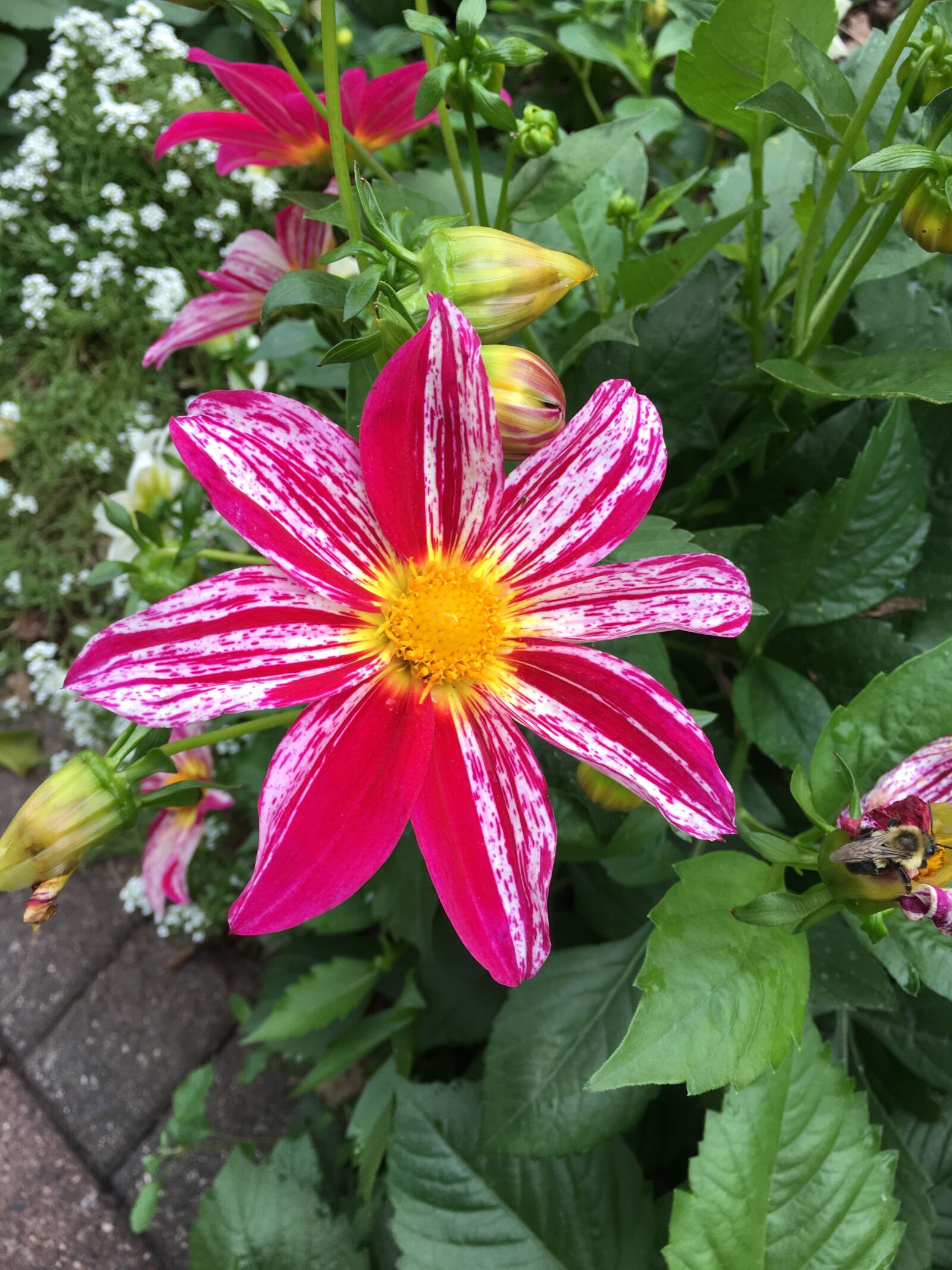 Apple iPhone 6s Plus sample photo. Flower, pink, garden photography