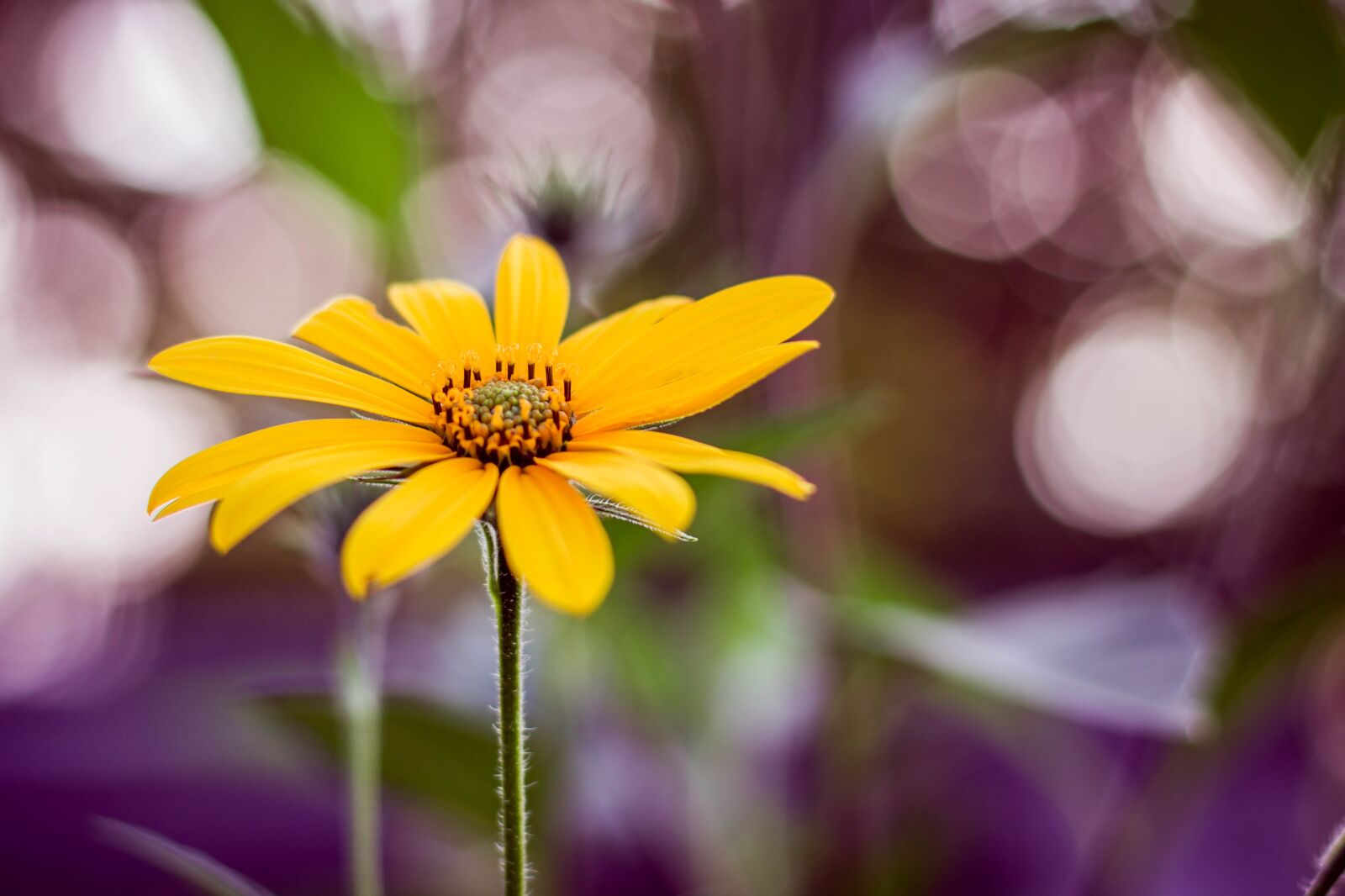 Canon EOS 600D (Rebel EOS T3i / EOS Kiss X5) + Canon EF 50mm F1.8 STM sample photo. Yellow, flower, bookeh photography