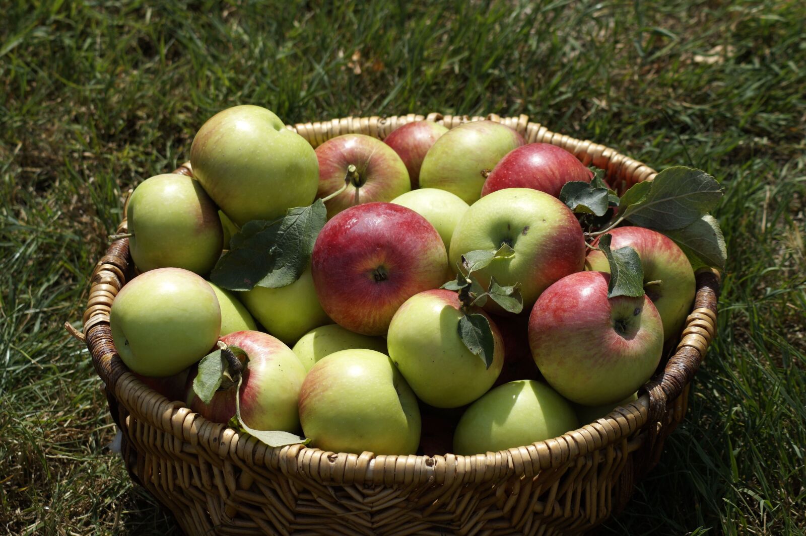 Sony SLT-A58 sample photo. Apple, basket, garden photography