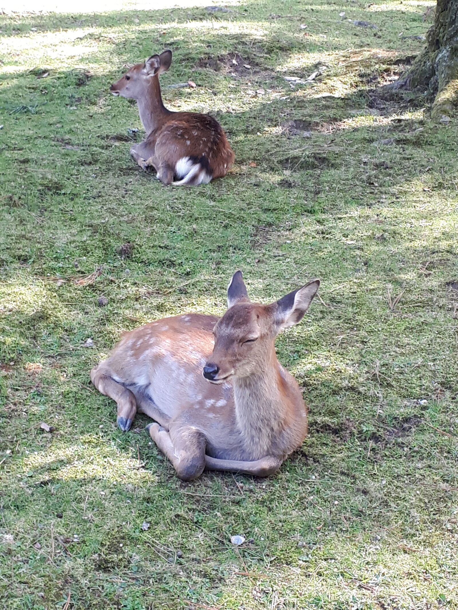 Samsung Galaxy A5(2017) sample photo. Japan, nara, deer photography