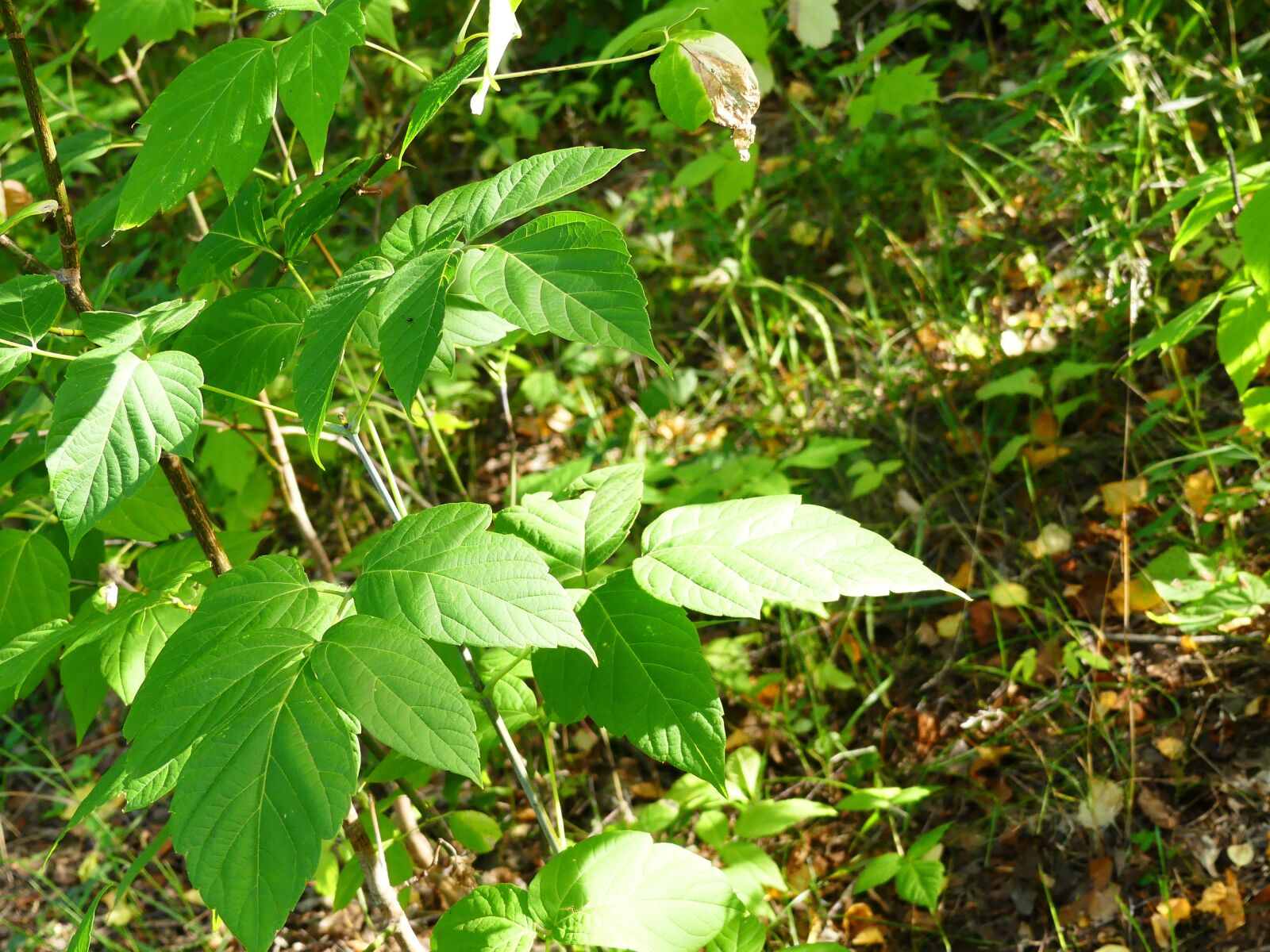 Panasonic Lumix DMC-FZ300 sample photo. Nature, foliage, sunny photography