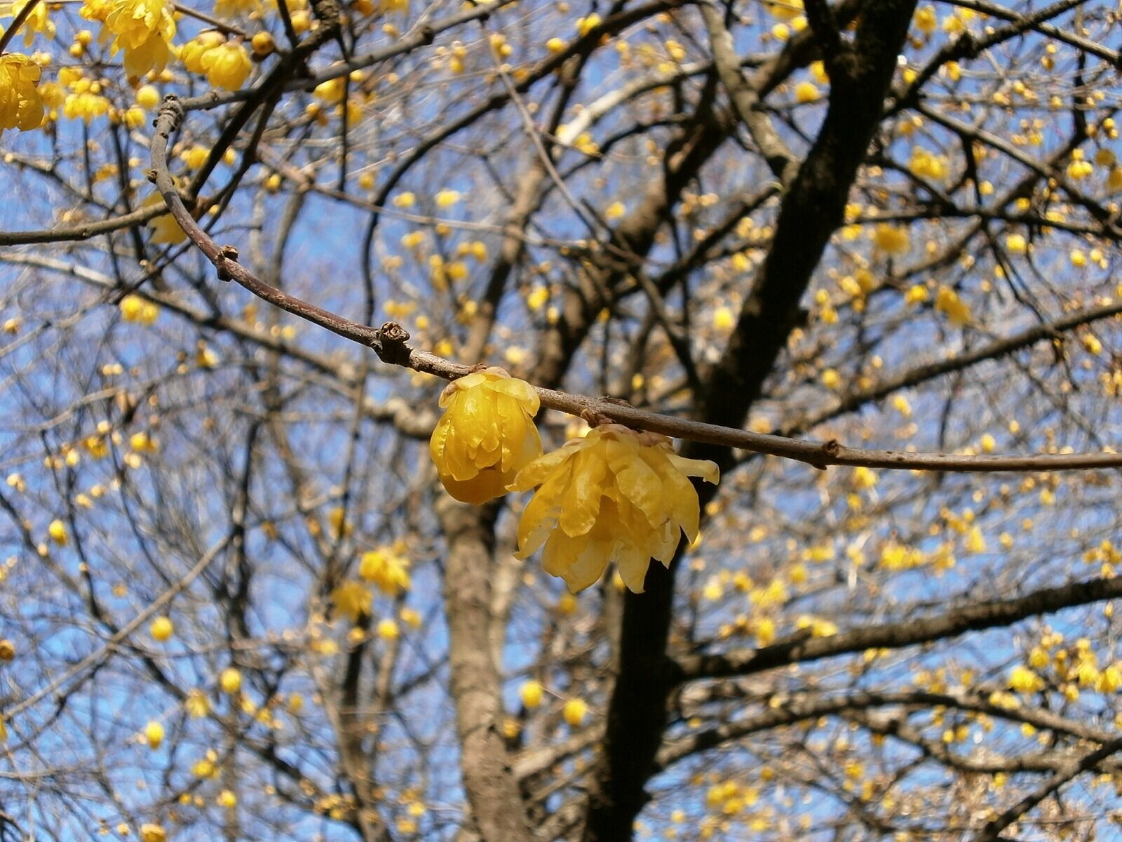 Olympus VG110,D700 sample photo. Plum, robin, flowers photography