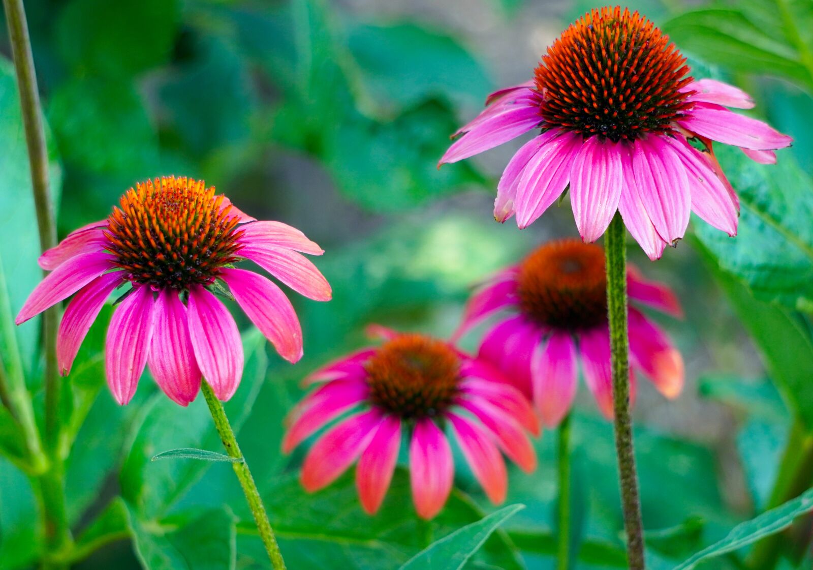 Sony E 55-210mm F4.5-6.3 OSS sample photo. Echinacea, blossom, bloom photography