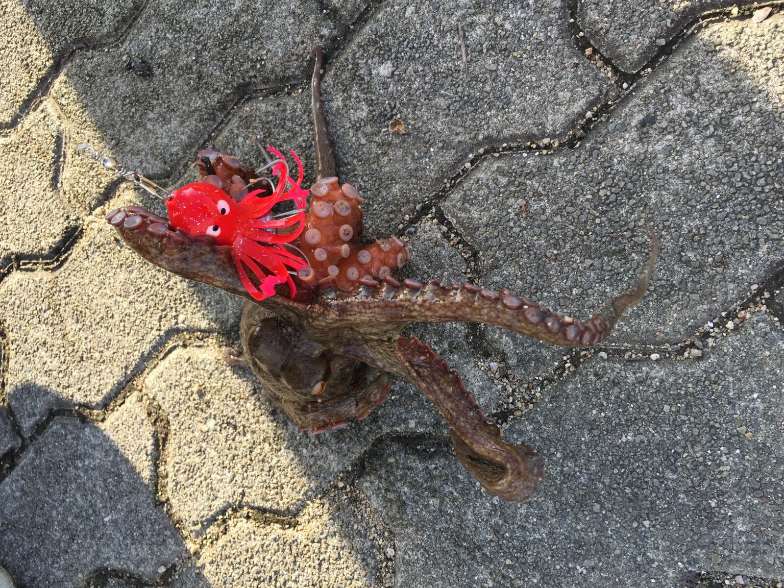 iPhone 6 Plus back camera 4.15mm f/2.2 sample photo. Turi, tako, osaka photography