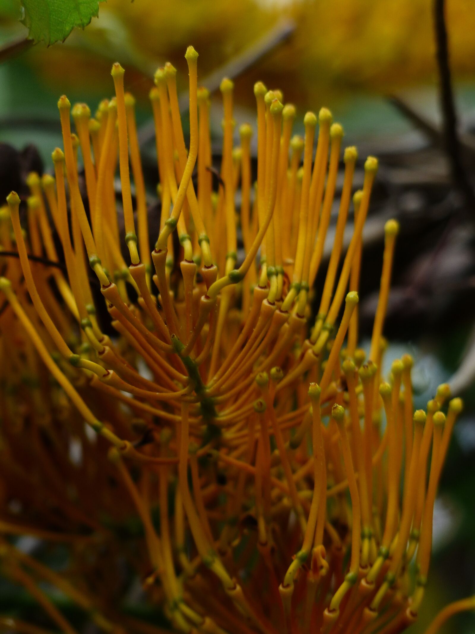 Panasonic Lumix DMC-FZ200 sample photo. Grevillea robusta, flowers, yellow photography