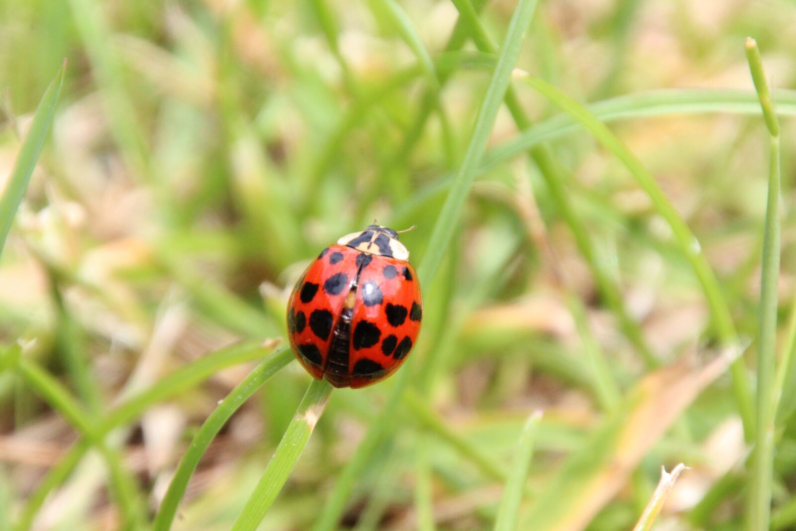Canon EOS 1200D (EOS Rebel T5 / EOS Kiss X70 / EOS Hi) sample photo. Ladybug, grass, red photography