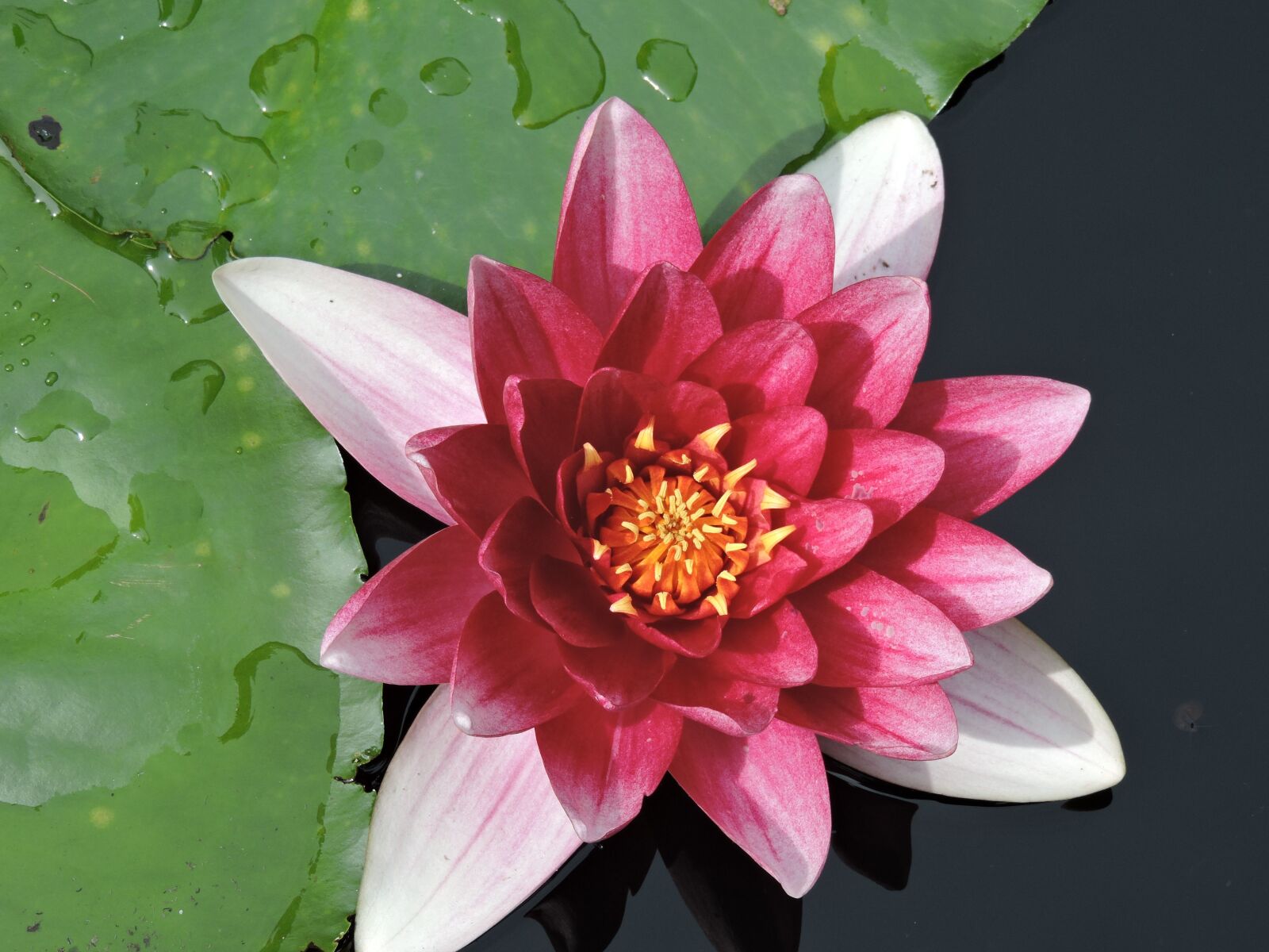 Nikon Coolpix P530 sample photo. Water lily, pond, water photography