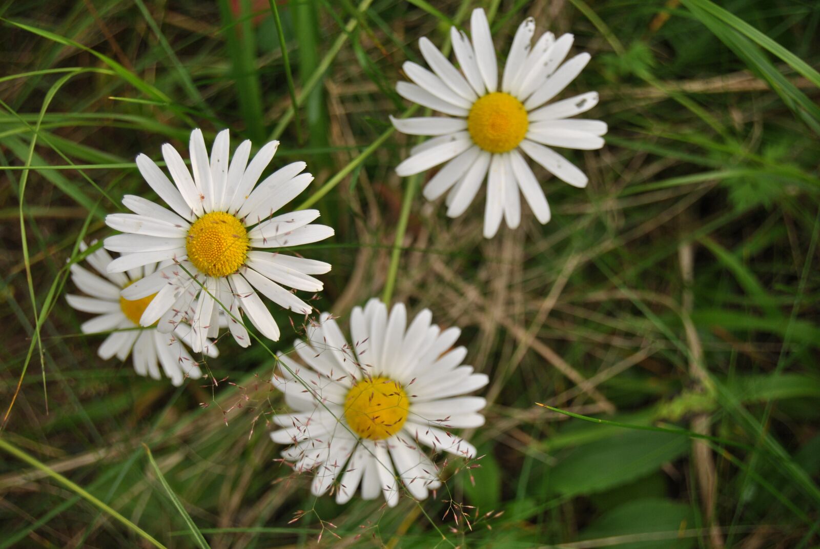 Nikon D3000 sample photo. Daisy, flower, natural flower photography