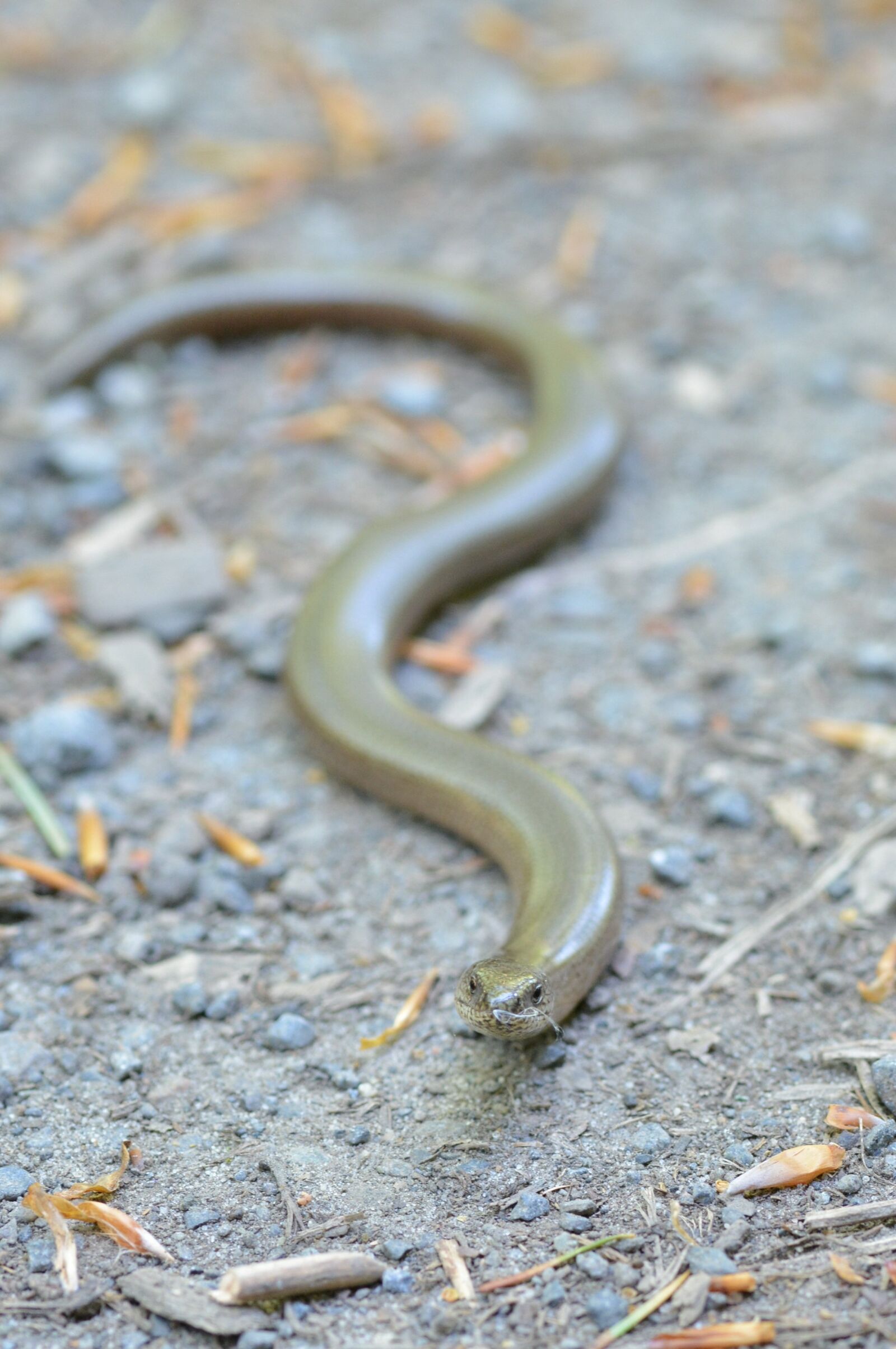 Nikon D5200 sample photo. Slow worm, creep, lizard photography