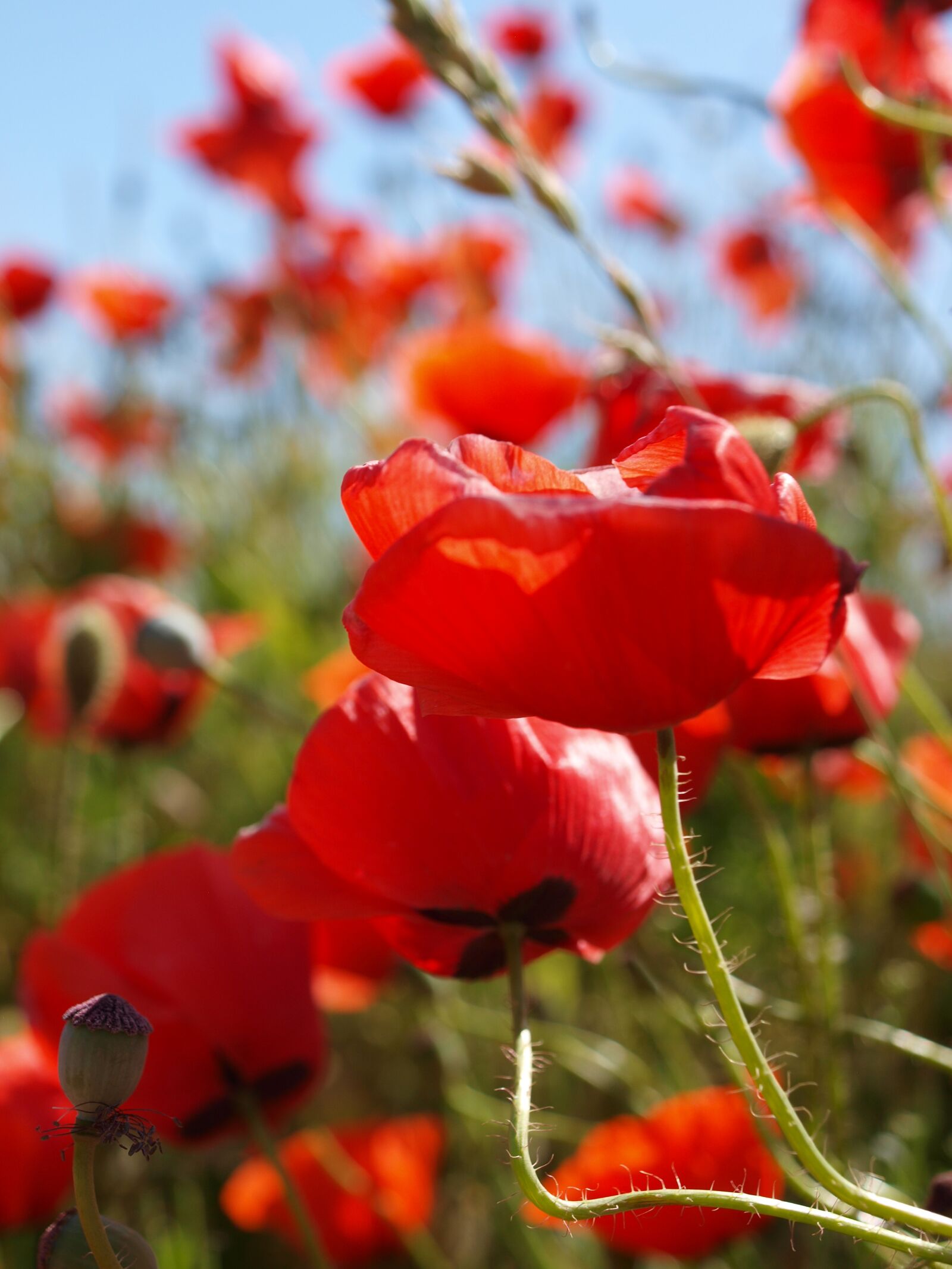Olympus E-420 (EVOLT E-420) sample photo. Poppy, summer, bed photography