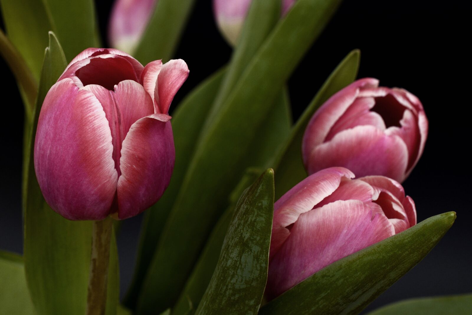 Nikon D7100 sample photo. Tulips, spring, pink photography