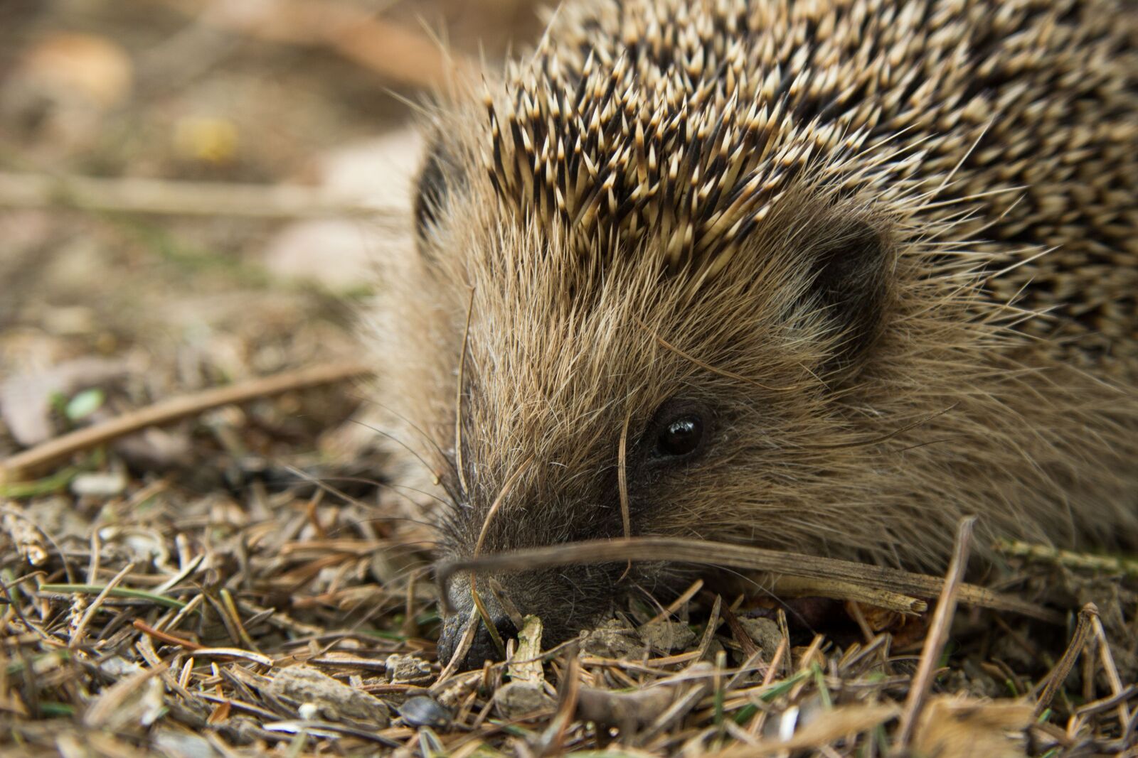 Canon EF-S 17-85mm F4-5.6 IS USM sample photo. Hedgehog, animal, forest photography