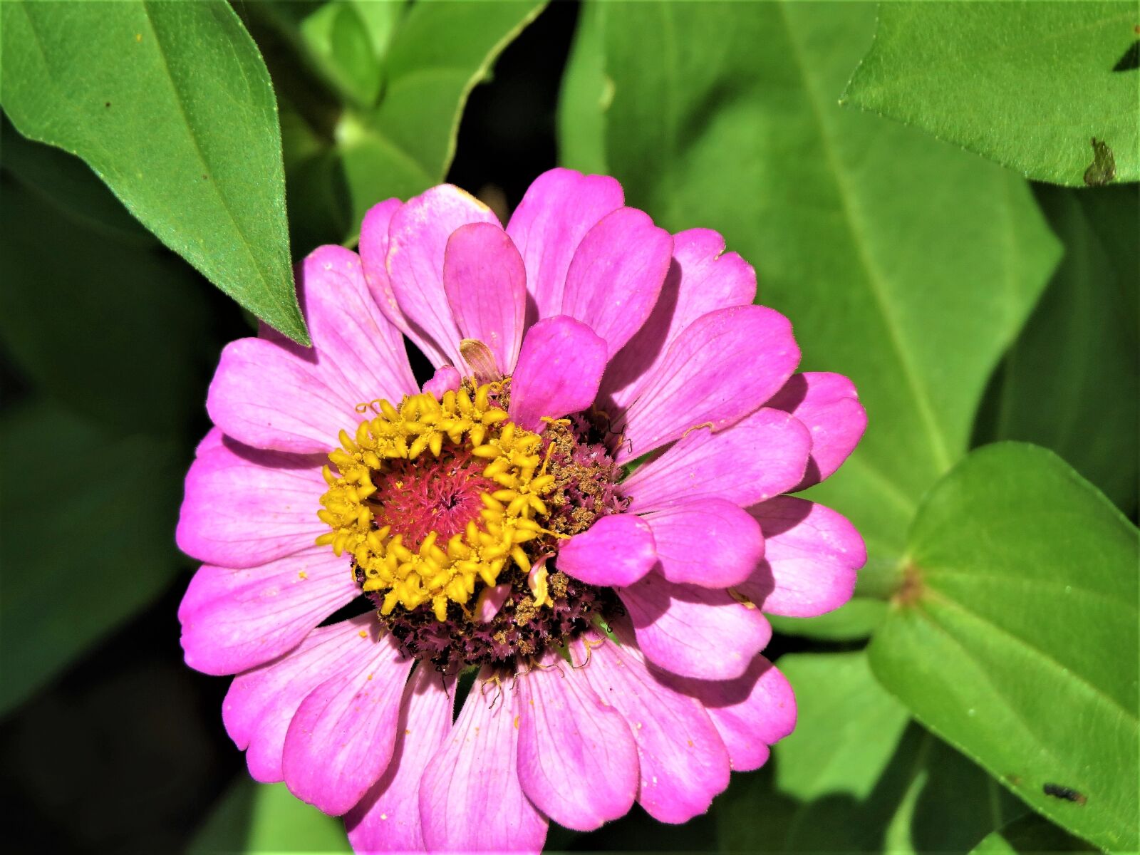 Canon PowerShot SX50 HS sample photo. Flower, pink, yellow photography