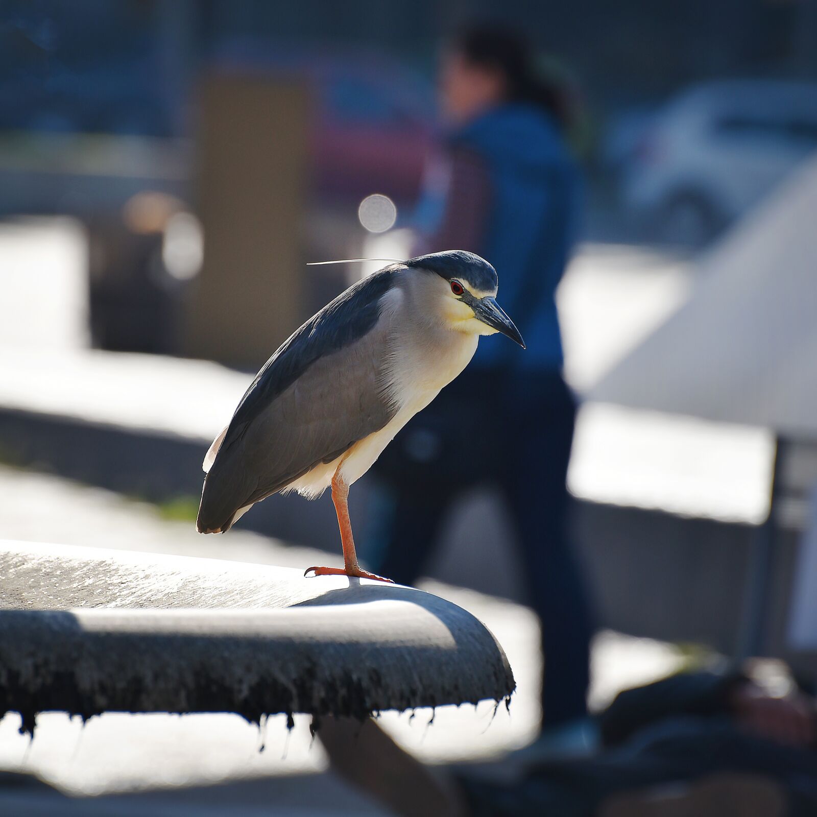 Nikon D750 sample photo. Bird, wildlife, outdoors photography