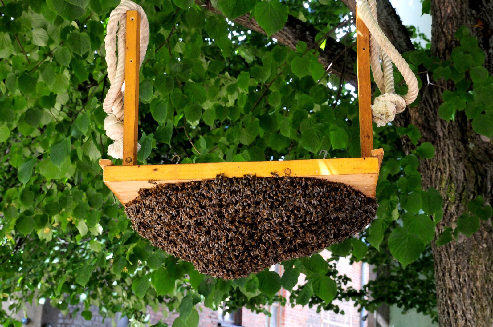 Nikon D300S sample photo. Hive, bees, beekeeping photography