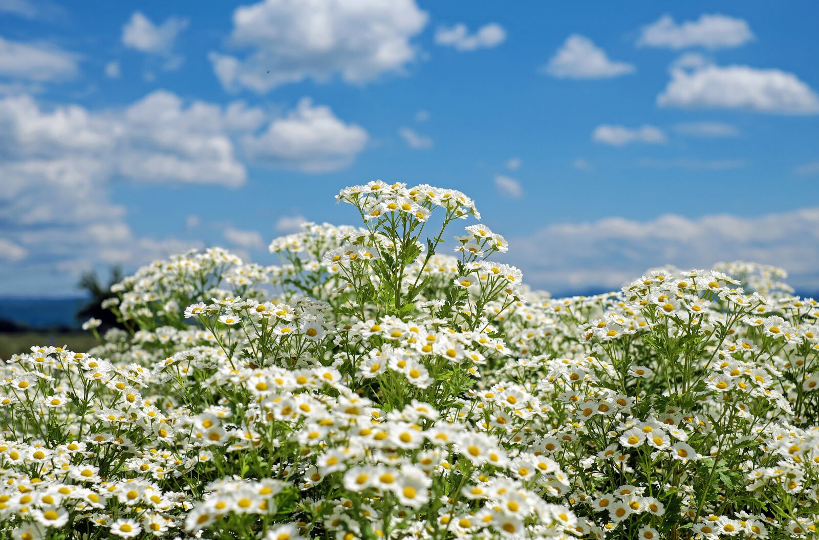 Fujifilm X-T10 + Fujifilm XF 35mm F1.4 R sample photo. Chamomile, ornamental camomile, flower photography