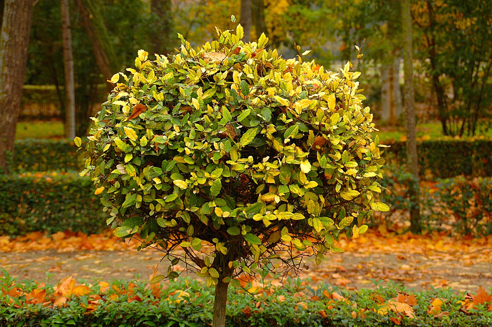 Nikon D70s sample photo. Tree, garden, nature photography