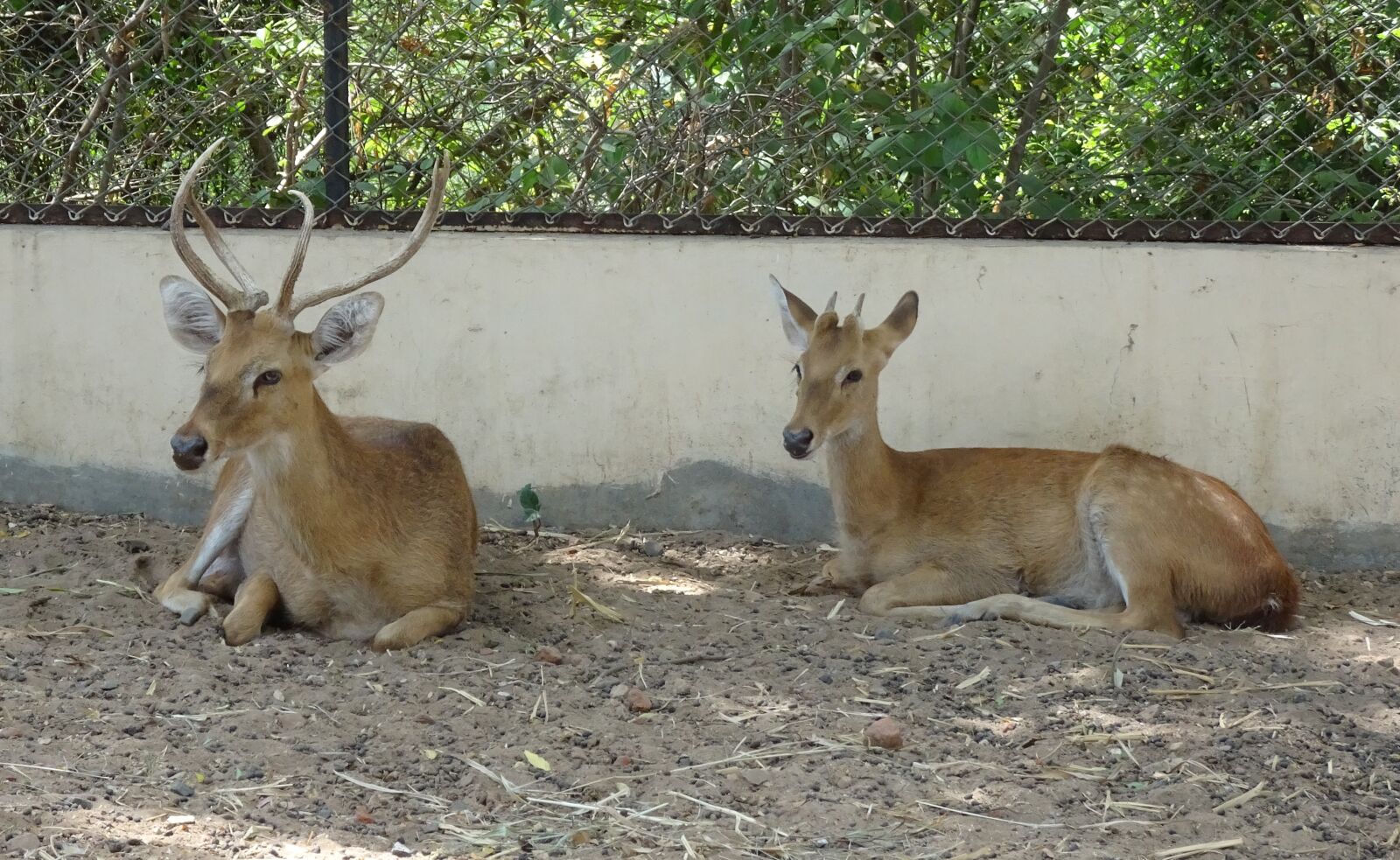 Sony Cyber-shot DSC-HX90V sample photo. Deer, sangai, eld's deer photography