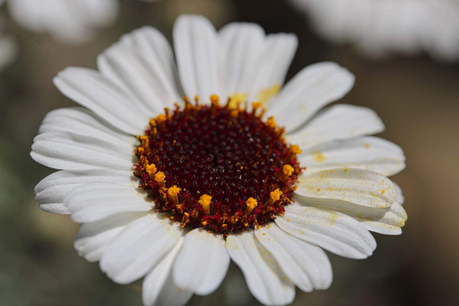 Canon EF-S 60mm F2.8 Macro USM sample photo. Spring, flower, nature photography