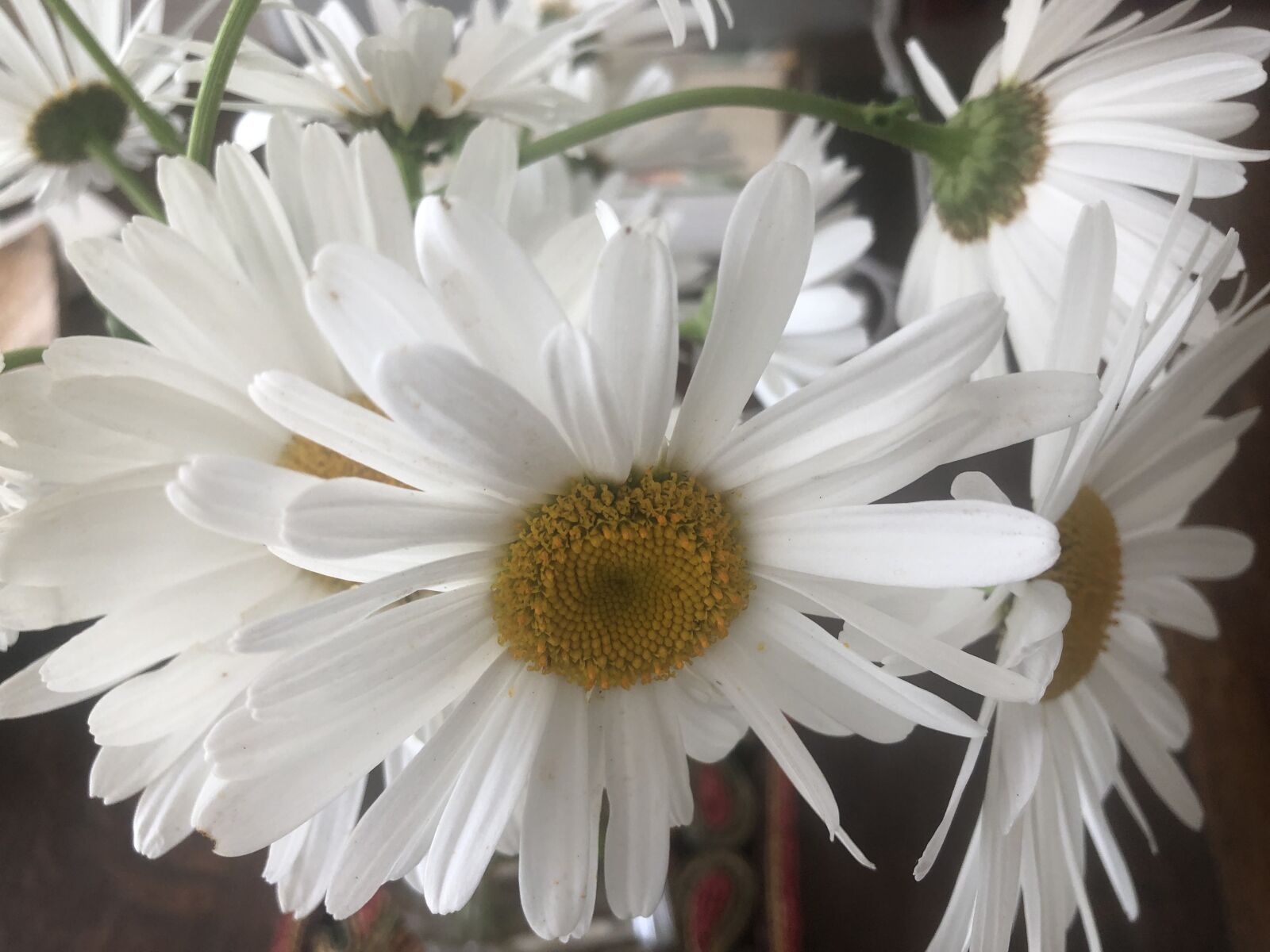 iPhone X back dual camera 4mm f/1.8 sample photo. Flowers, daisies, spring photography