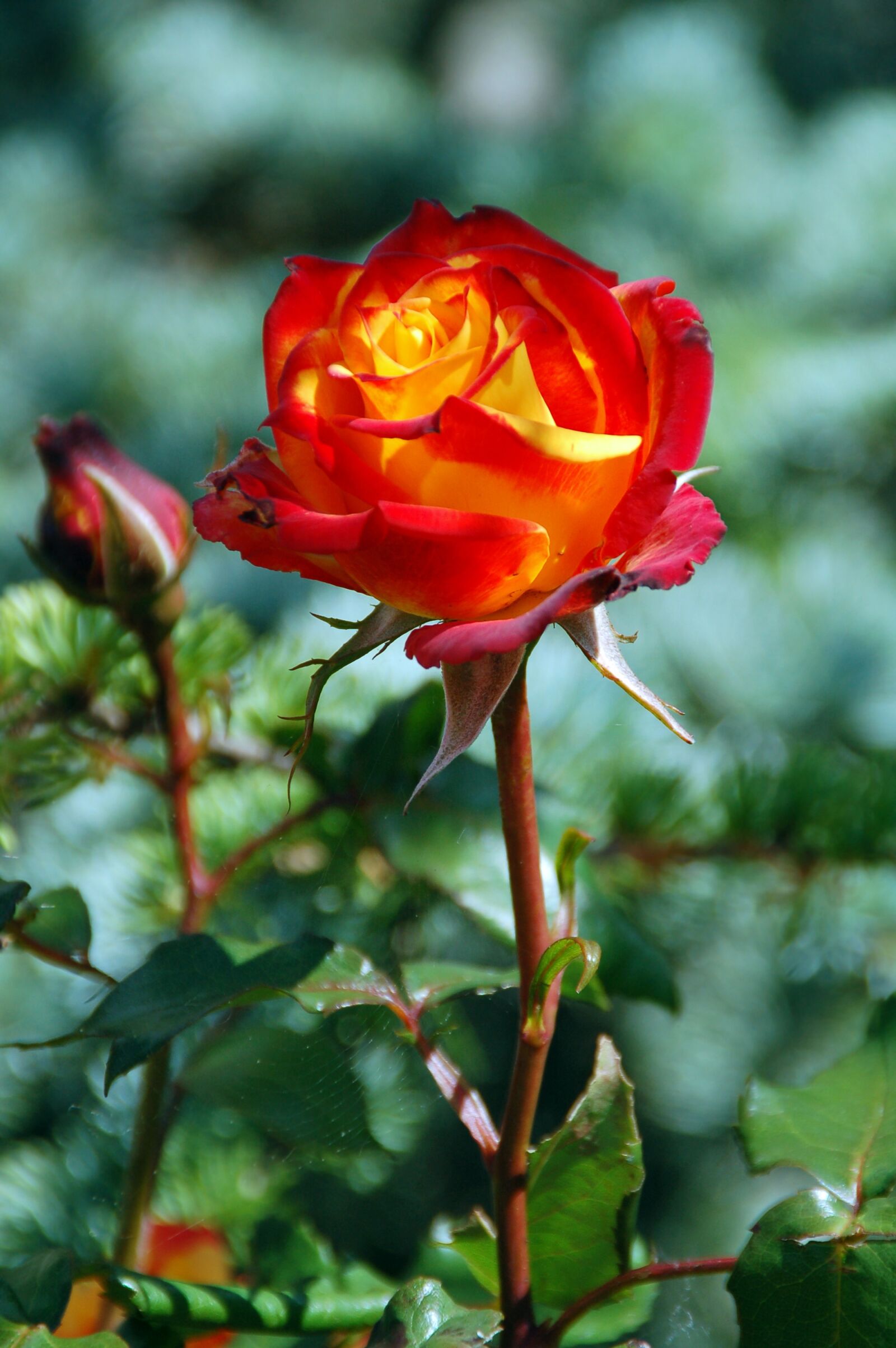 Nikon D50 sample photo. Nature, plant, sheet photography