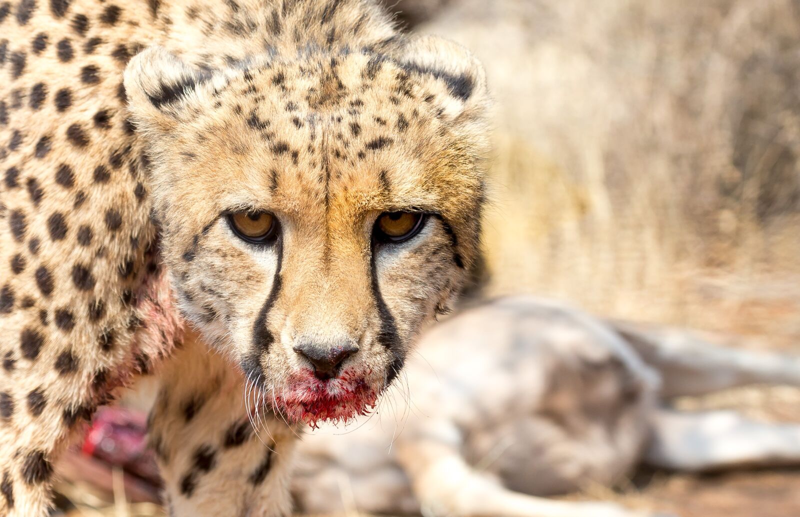 Canon EOS-1D X sample photo. Cheetah, africa, namibia photography