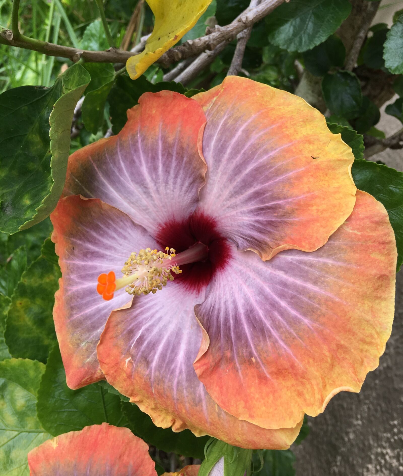 Apple iPhone 6s Plus sample photo. Hibiscus orange, petals orange photography