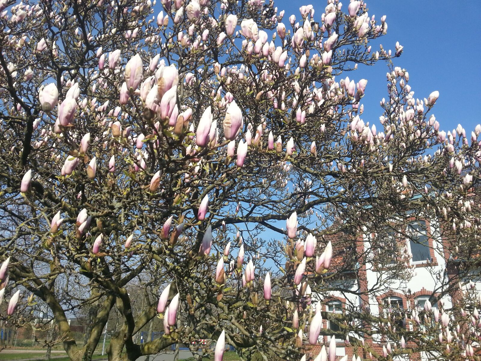 Samsung Galaxy Note2 sample photo. Magnolia, spring, tree photography