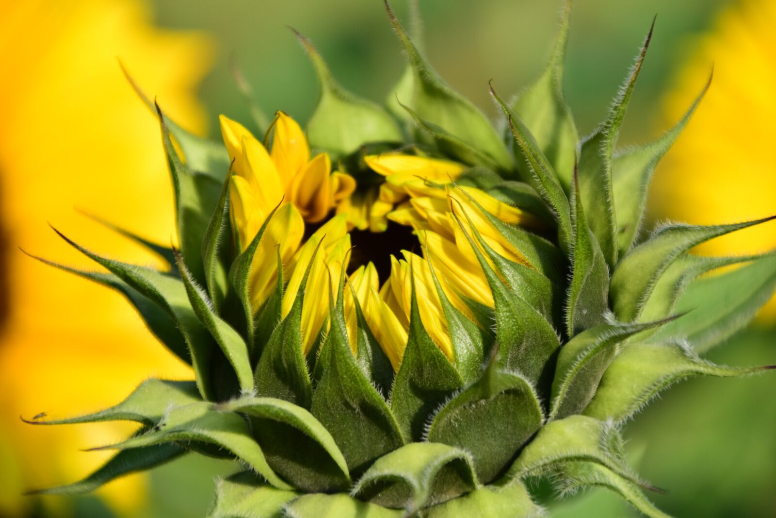 Nikon D3300 sample photo. Sunflower, sunflower field, yellow photography