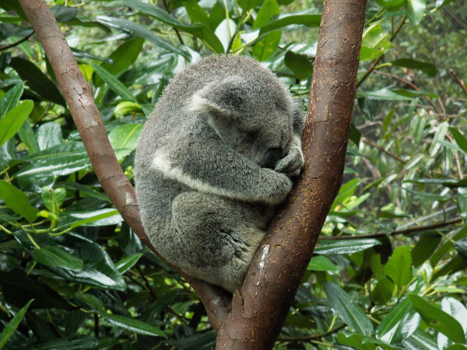 KONICA MINOLTA DiMAGE Z5 sample photo. Koala, koala bear, australia photography