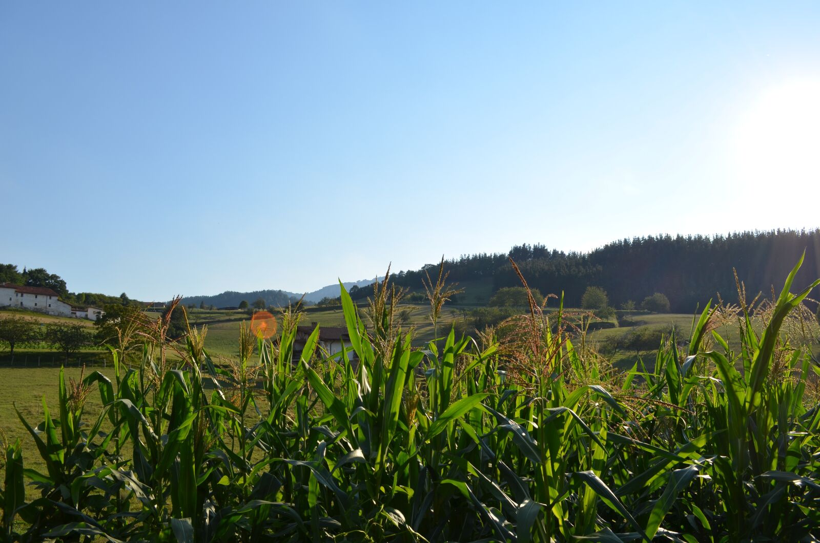 Nikon D5100 sample photo. Spain, nature, summer photography