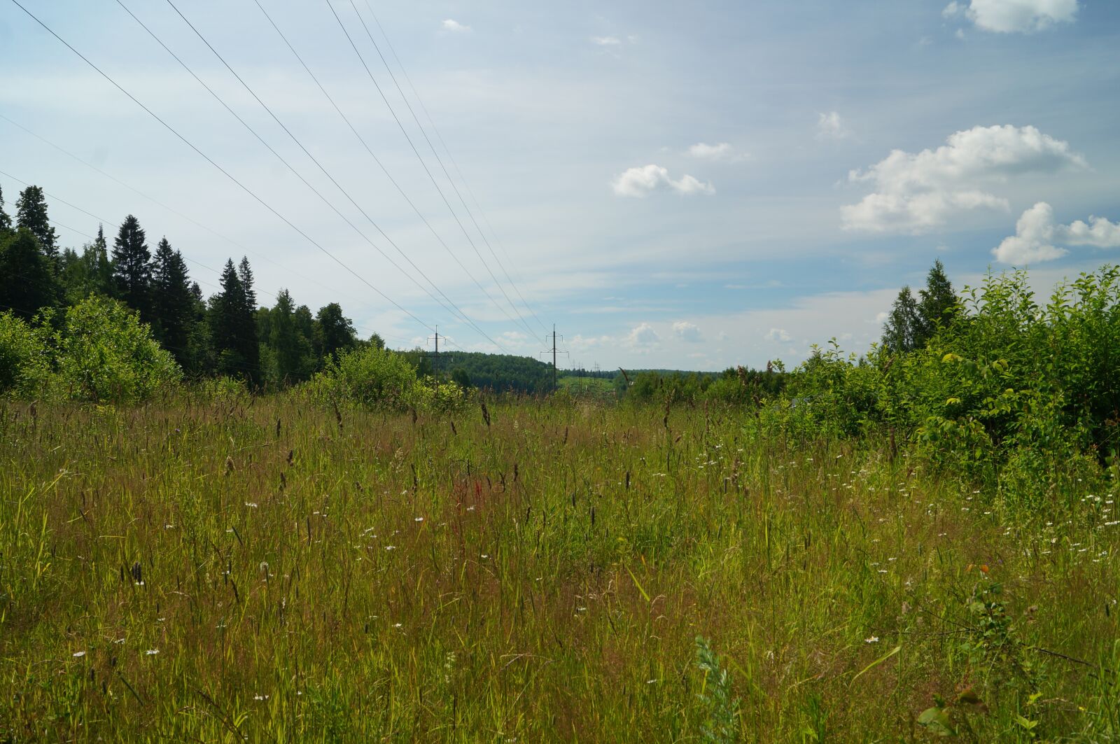 Sony SLT-A57 sample photo. Forest, line, support photography