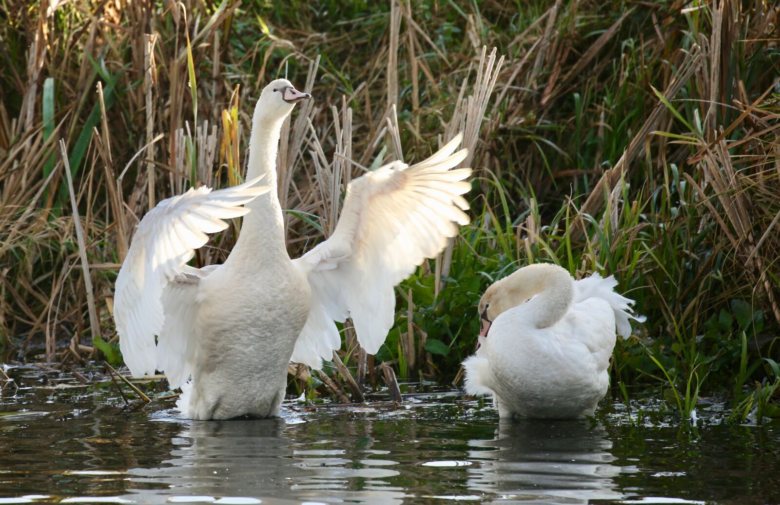 Canon EOS 5D Mark III sample photo. Animal, bird, swan photography