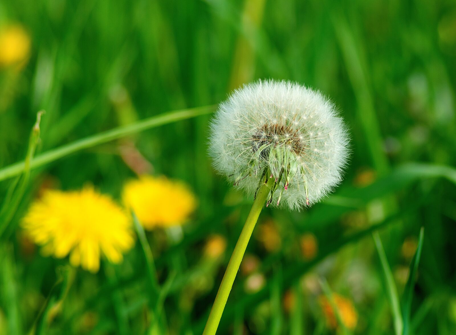 Nikon D3300 sample photo. Dandelion, seeds, close up photography