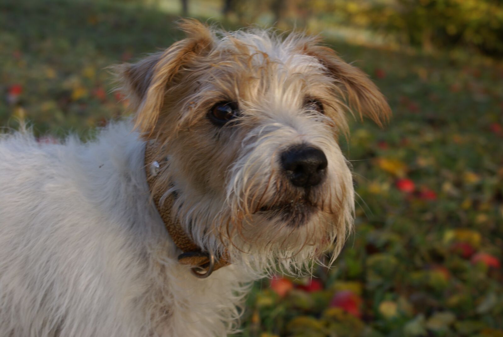 Sony Alpha DSLR-A100 sample photo. Autumn, dog, terrier photography