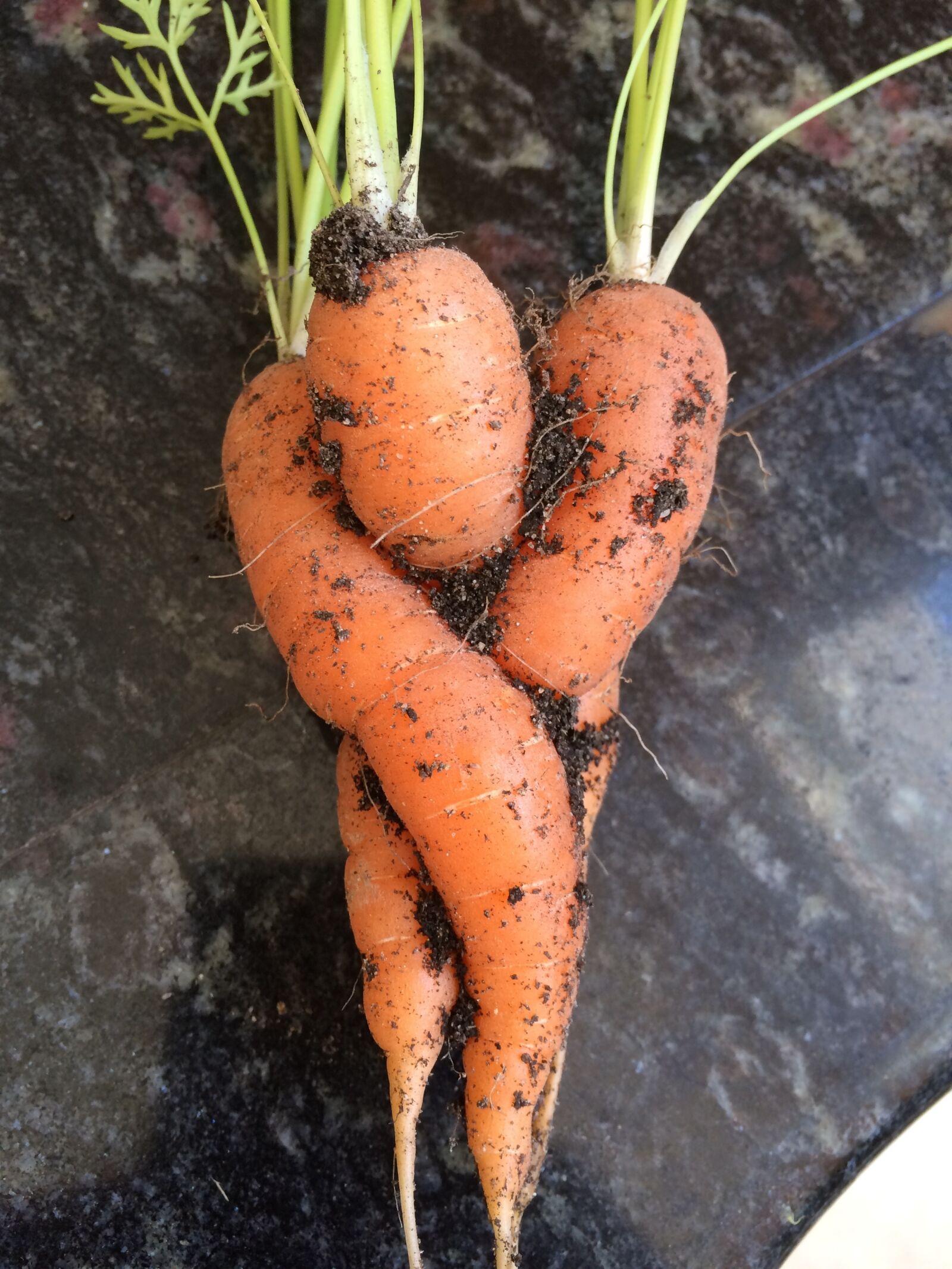 iPhone 5s back camera 4.15mm f/2.2 sample photo. Carrots, hug, hugging photography